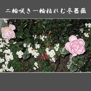 rosetwo22222.jpg
