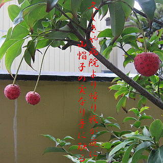 yamaboushi123.jpg