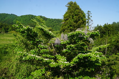 DSC00011.JPG