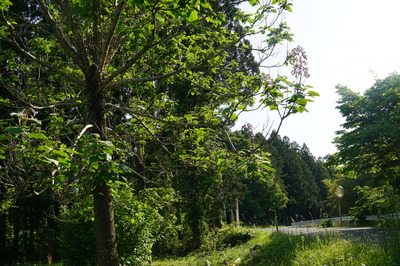 DSC00013.JPG