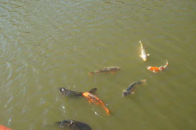 DSC09952.JPG