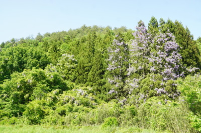 DSC09995.JPG