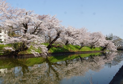 OHORISAKURA4.jpg