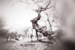 aagetree11.jpg