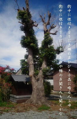 agedtreee1223.jpg
