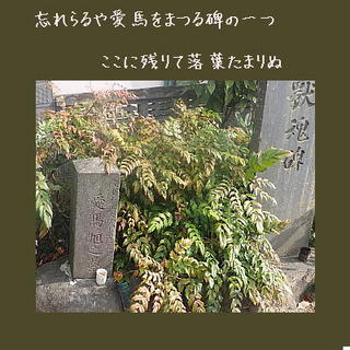 aiba111.jpg