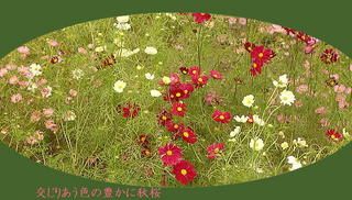 akizakura1111.jpg