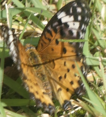 autumnbutterfly.jpg