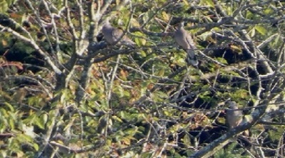 autumndoves.jpg