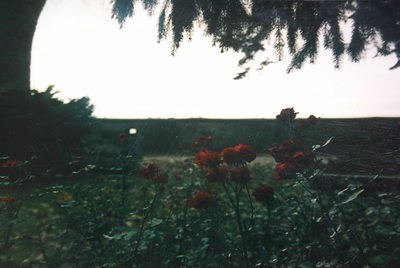 autumnrose.jpg
