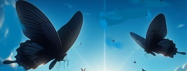 blackbutterfly.jpg