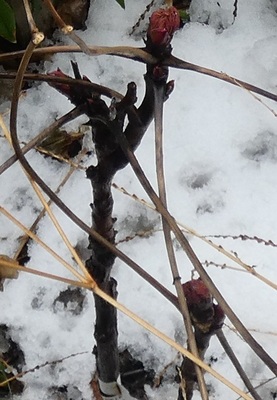 botanbuds.jpg
