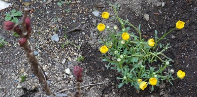 botanniwa1.jpg