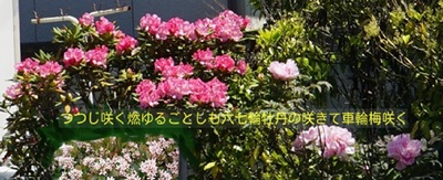 botantutujiume3.jpg