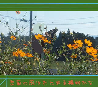 butterfly123.jpg
