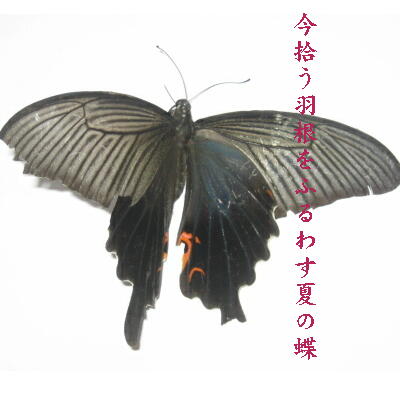 butterflyblack.jpg