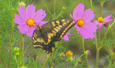 butterflycosmos.jpg