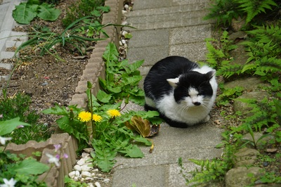 catblack.jpg