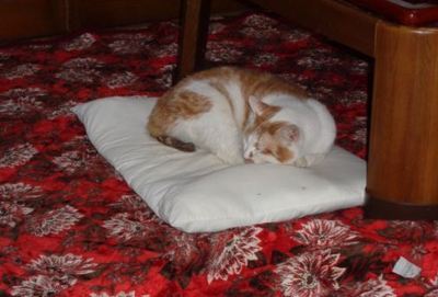 cattt2.JPG