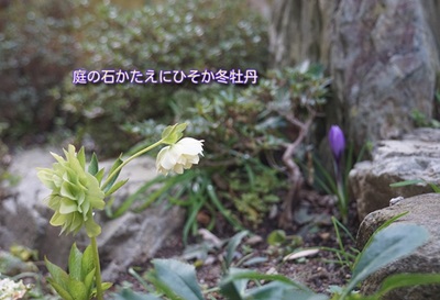 crisumasrose1.jpg
