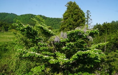 edotreejisabara.jpg