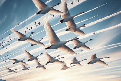 flightswansback.jpg