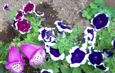 flowerperple111.jpg