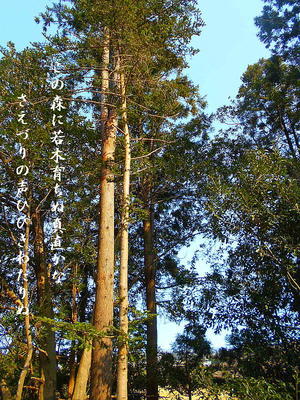 foresttree1111.jpg
