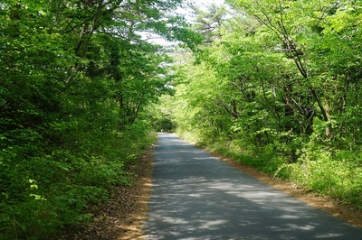 forestway1.jpg