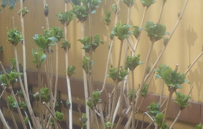 freshbuds.jpg