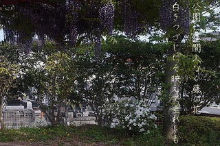 fujiii12345677eeee2.jpg