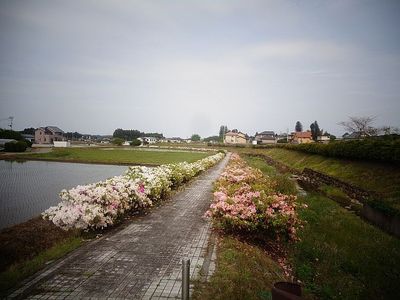 fujinohanaaaa12344.jpg