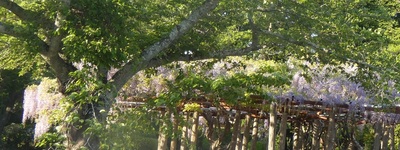 fujinohanashiro.jpg