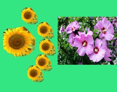 fuyousunflower2.jpg