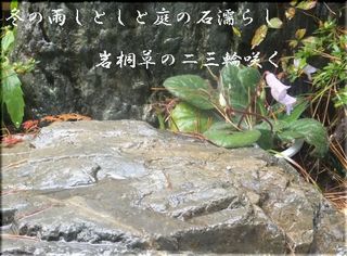 fuyuamee1111111.jpg