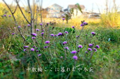 fuyuazamikureru1.jpg