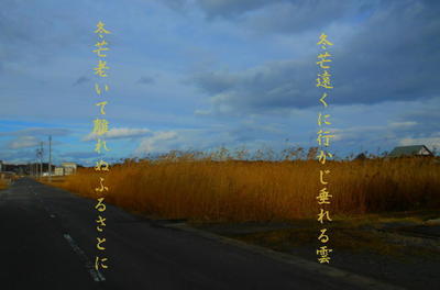 fuyususuki111.jpg