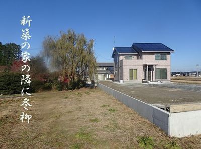 fuyuyanagiii1.jpg