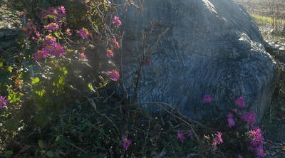 gardenfff2222.jpg