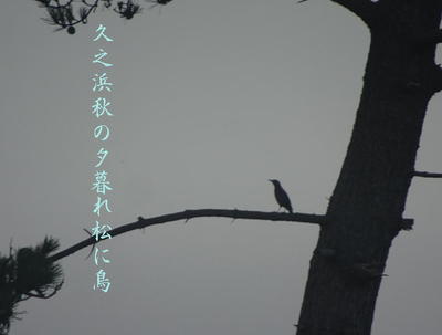 hisanohamabird1.jpg