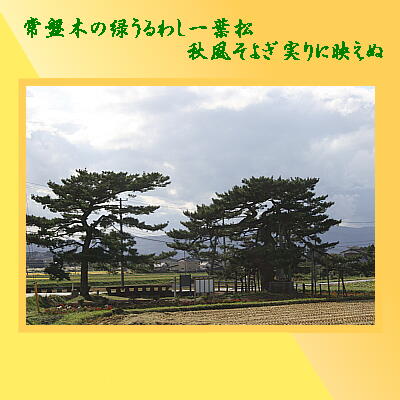 ichiyouumatu321.jpg