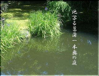 ikeayame111111.jpg