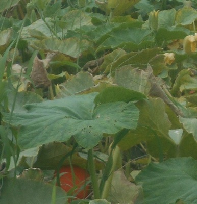 kabocha.jpg