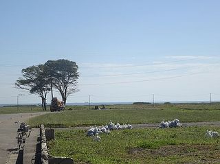 kaihamaumi111.jpg