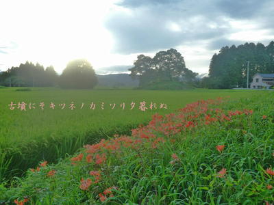 kitunekamisori1.jpg