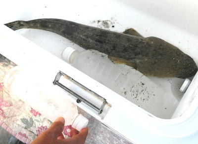 kochifish1.jpg