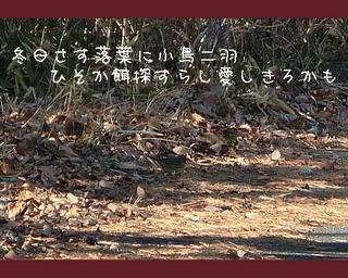 kotoriochiba111.jpg