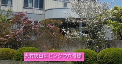 kyouchikutoupinkwhite.jpg