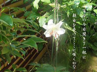 liliysunn.jpg