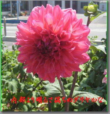makirumahimawari1.jpg